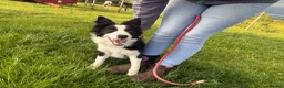 Border Collie dogs for sale: 7 month old ISDS registered bitch in Penrith - Advert 1