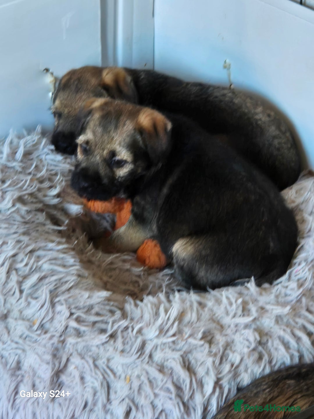 Border Terrier dogs for sale: Border terriers puppys - Image 3