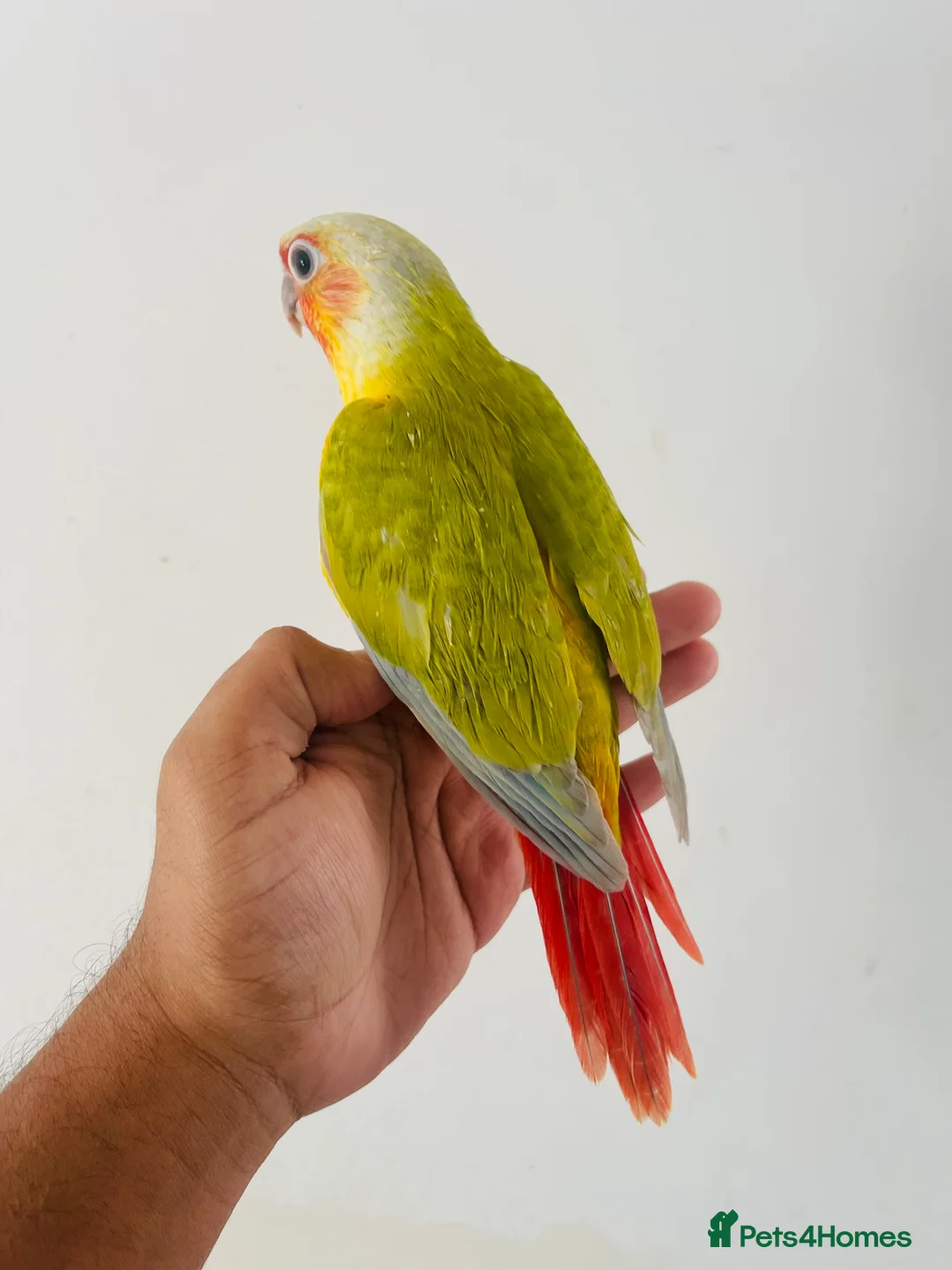 Conures birds for sale: Hand reared conure for sale  - Advert 24