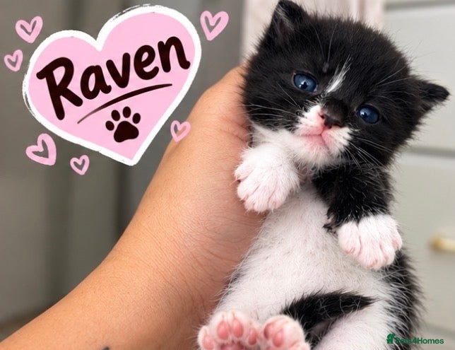 Mixed Breed cats AVAILABLE NOW: Maine Coon Mix Kittens - Advert 2