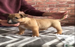 English Bull Terrier dogs for sale: Kcregd English bull terrier puppies  - Image 7
