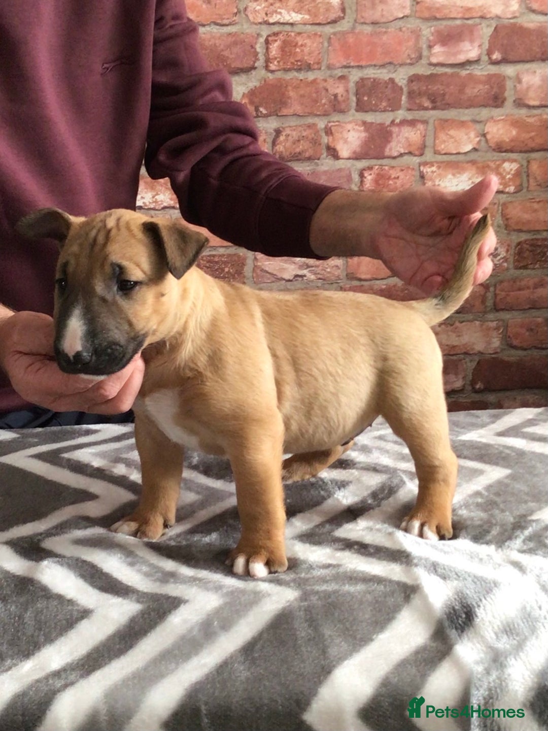 English Bull Terrier dogs for sale: Kcregd English bull terrier puppies  - Image 7