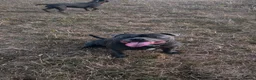 Staffordshire Bull Terrier dogs for sale: Staffordshire Bull Terrier Pups - 4 Gorgeous Pups in Spalding - Advert 10