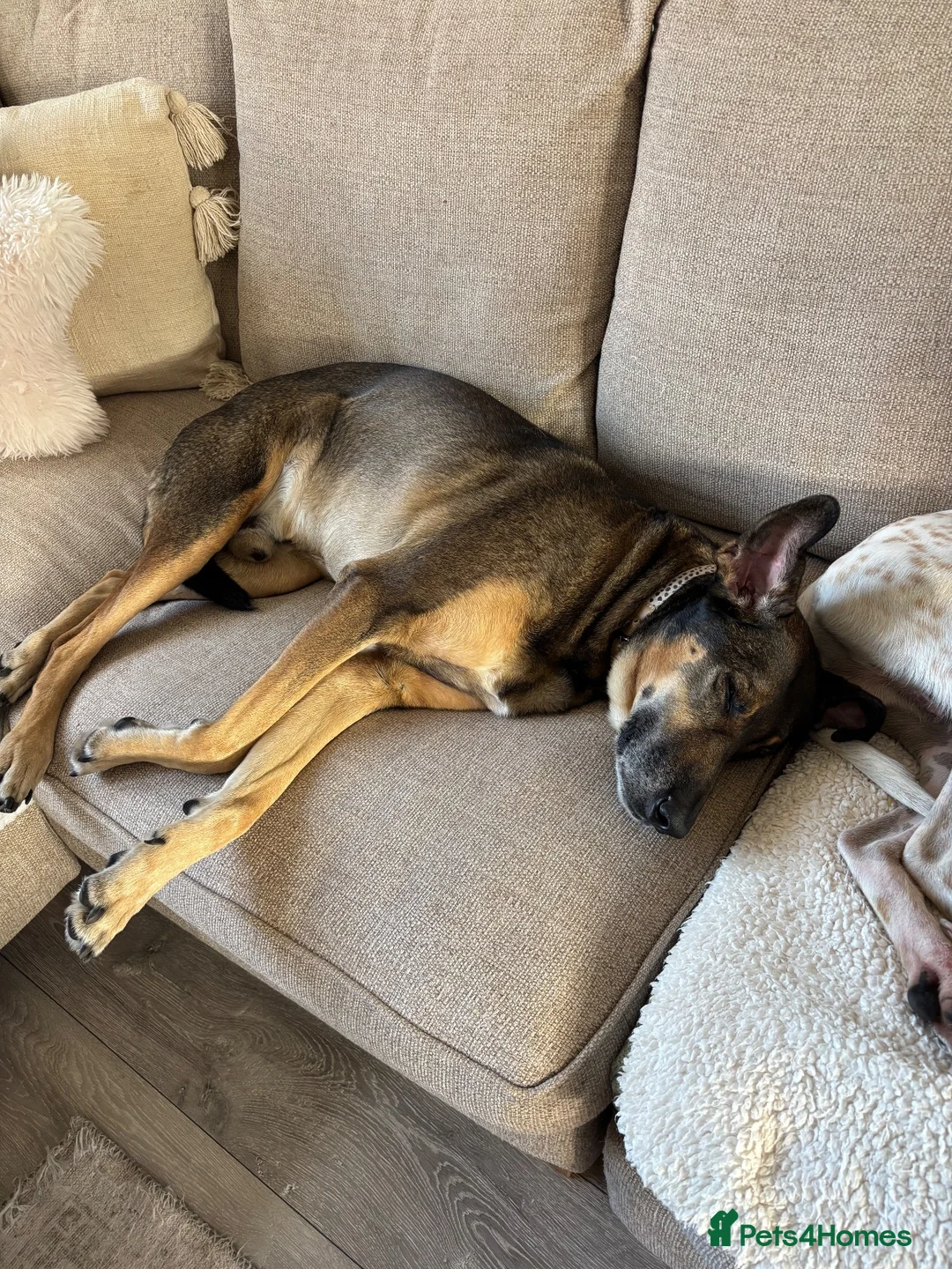 Mixed Breed dogs for sale: WILSON - Cyprus rescue for adoption - Advert 12