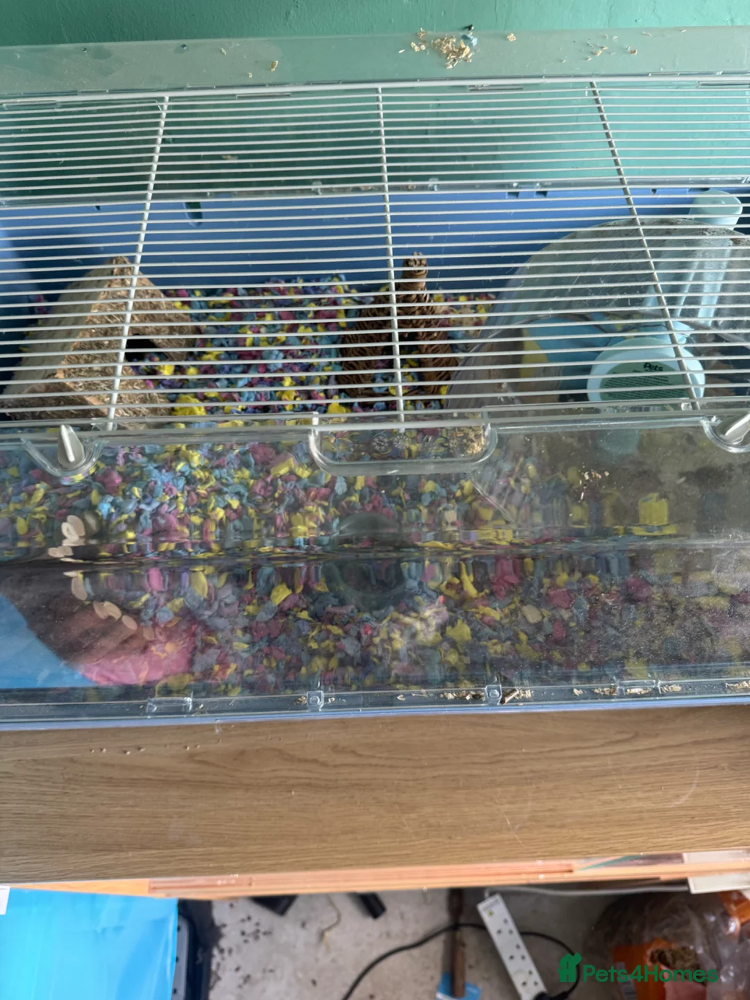 Hamster rodents for sale: Russian dwarf female hamster and set up  - Advert 2