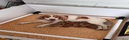 Cocker Spaniel dogs for sale: KC Reg full health tested quality Cocker Spaniels - Advert 10