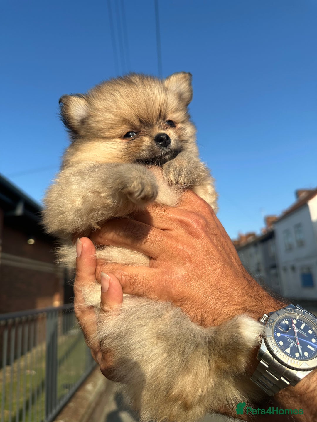 Pomeranian dogs for sale: KC Reg Pomeranian Girls - Image 7