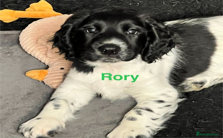 Sprocker dogs - Advert 2