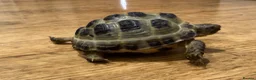 Tortoise reptiles for sale: Horsfield tortoise for sale.  in Dagenham - Advert 4