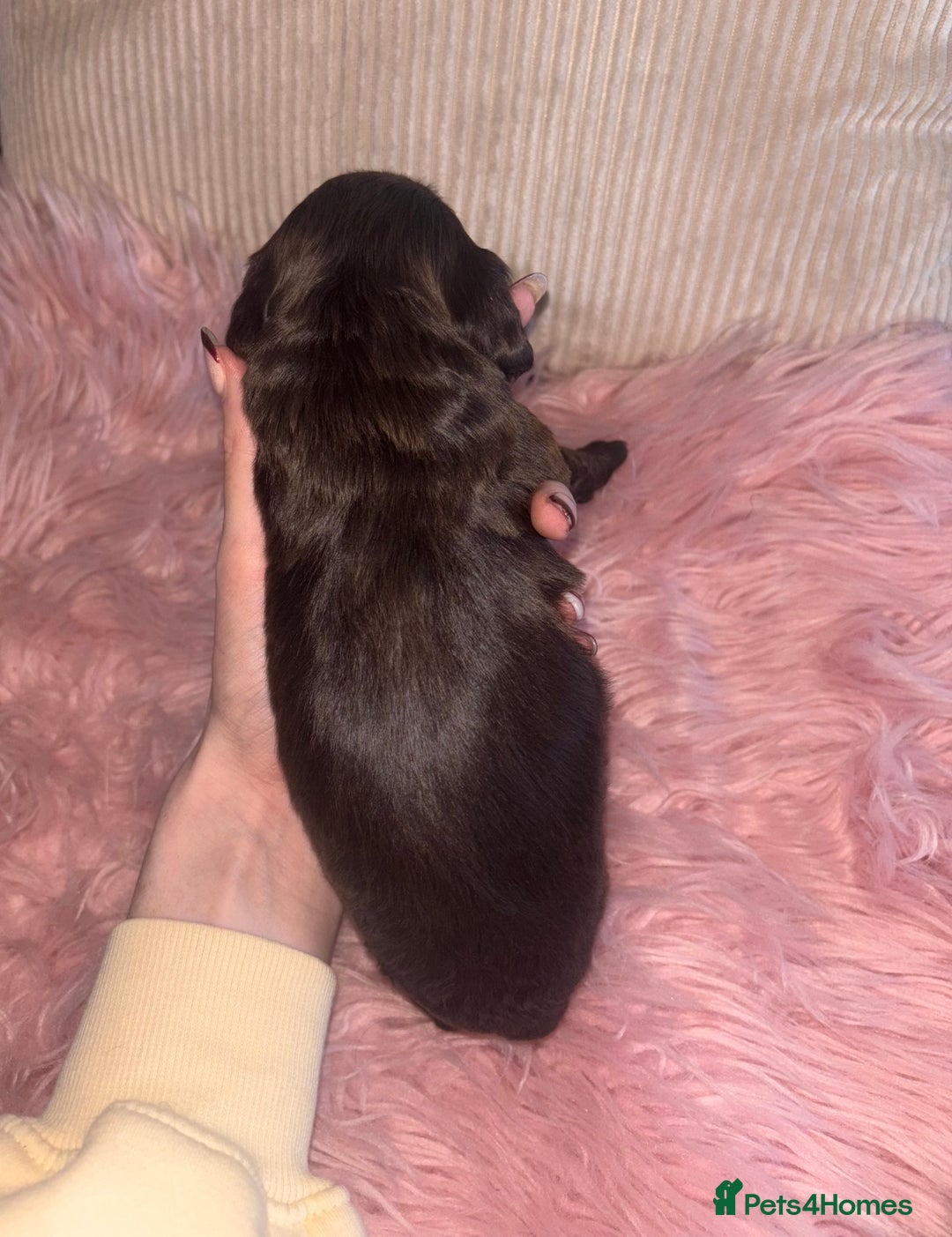 Cocker Spaniel dogs for sale: Beautiful Cocker Spaniel Puppy’s  - Advert 13