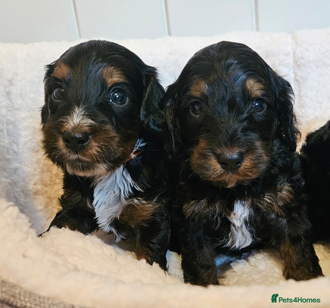 Cockapoo dogs Licensed insured breeder! Show-type cockapoo boys - Advert 1