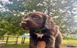 Cocker Spaniel dogs for sale: KC Registered Working Cocker Spaniel Puppies - Image 11