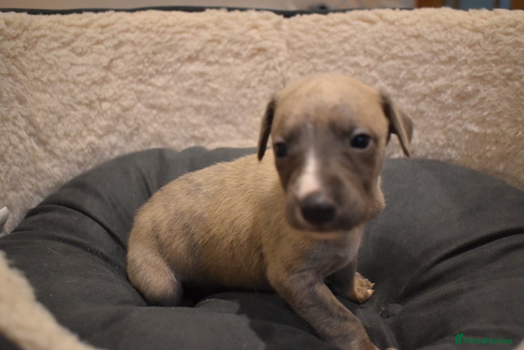 Whippet dogs for sale: Beautiful Pedigree Whippet Puppies - Advert 10