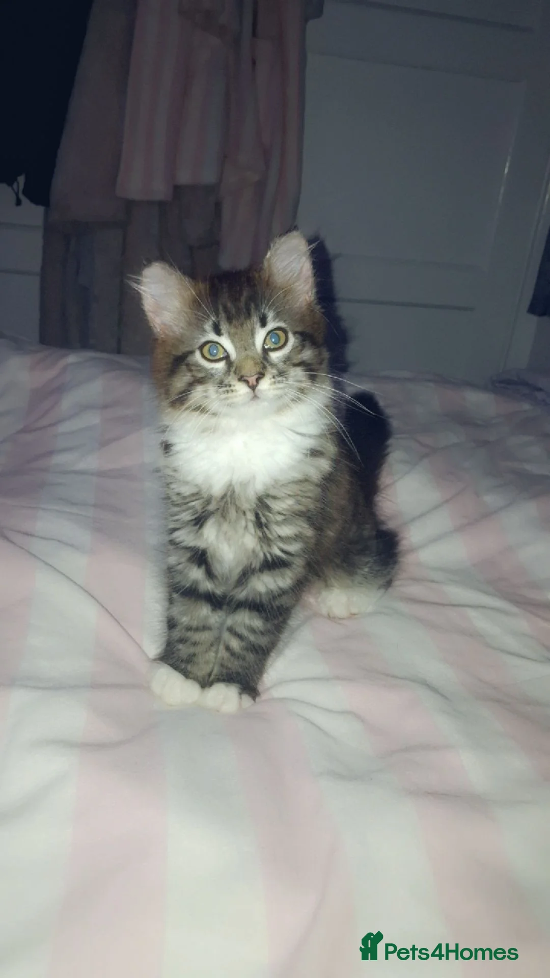 Mixed Breed cats for sale: Ragdoll kitten, female for sale in Preston - Advert 5