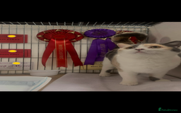 British Shorthair cats for sale: British Shorthair Queen Proven & Show Winning - Image 2
