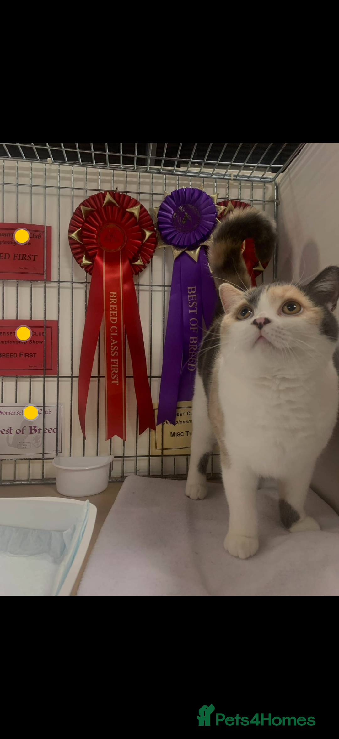 British Shorthair cats for sale: British Shorthair Queen Proven & Show Winning - Image 2