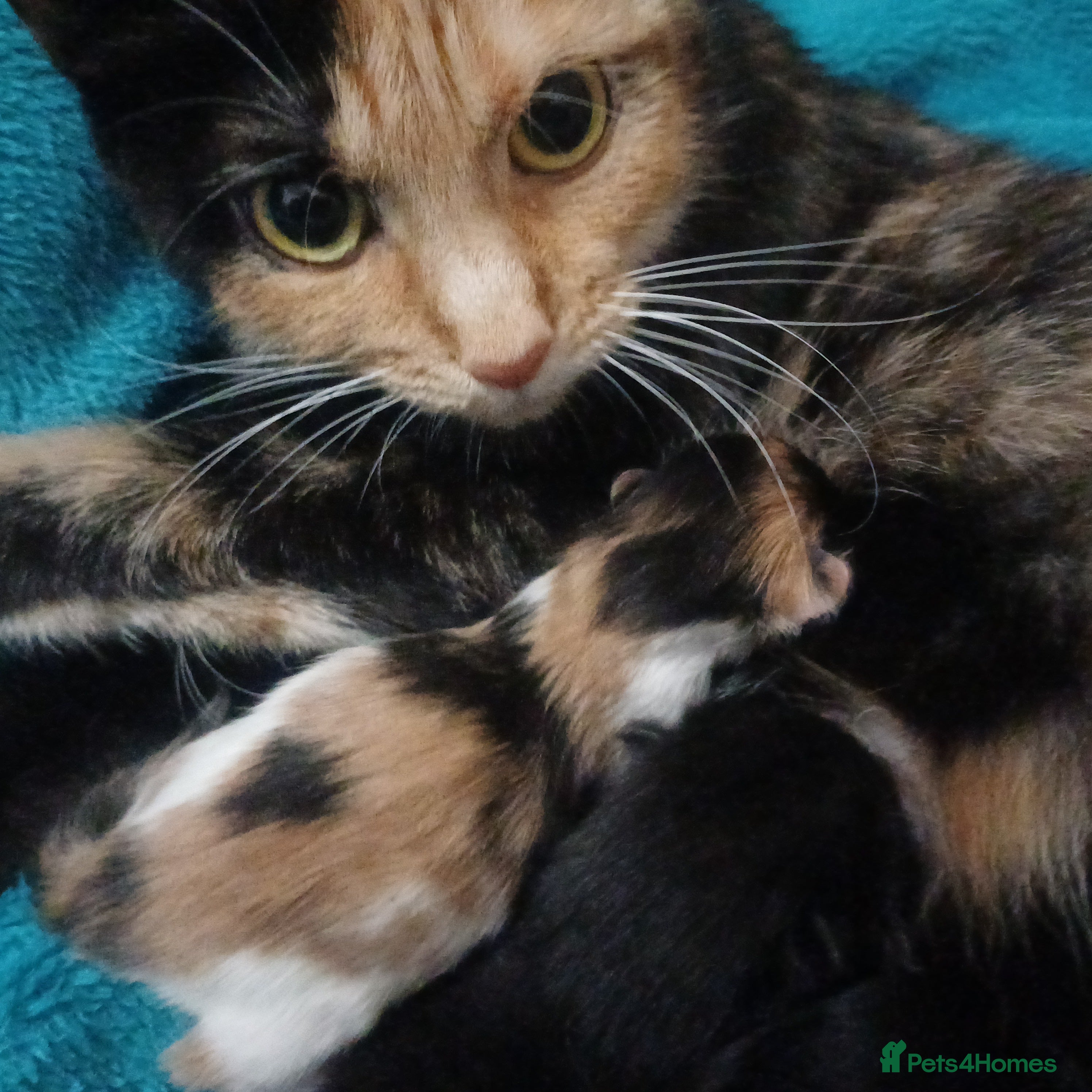 Mixed Breed cats Cute Kittens:)) - Advert 5