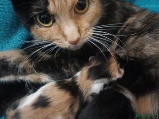 Mixed Breed cats Cute Kittens:)) - Advert 1