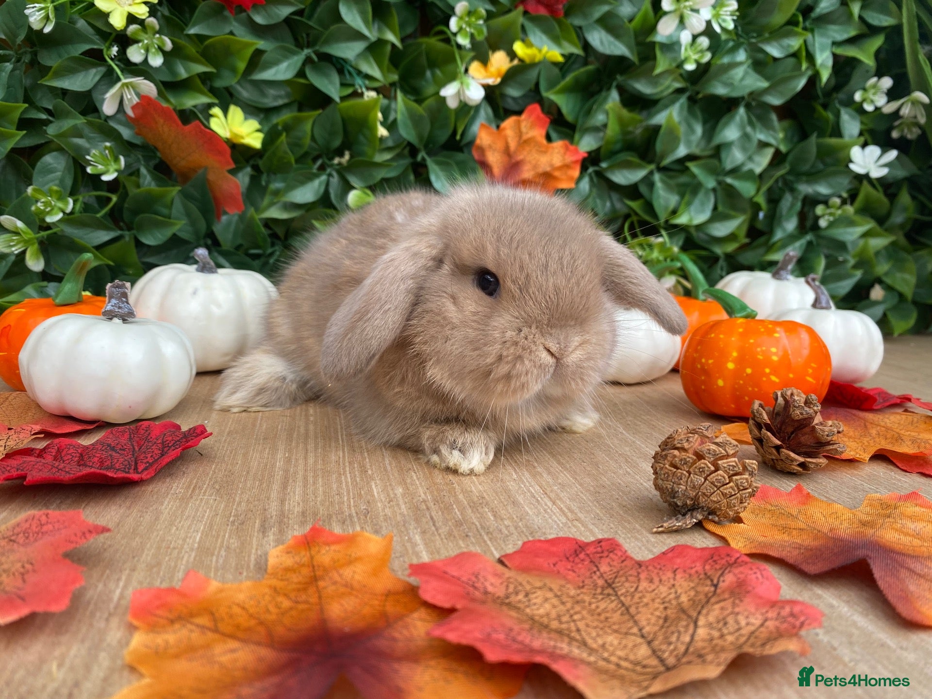 Mini Lop rabbits Mini lops Est since 2014  🩷 - Advert 2