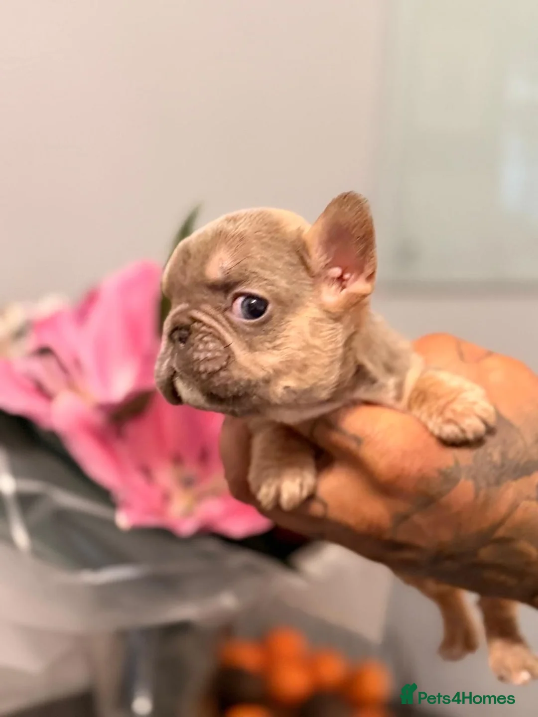 French Bulldog dogs for sale:  💙🦁Fluffy visual French bulldog Reduced!!🏡 - Advert 12