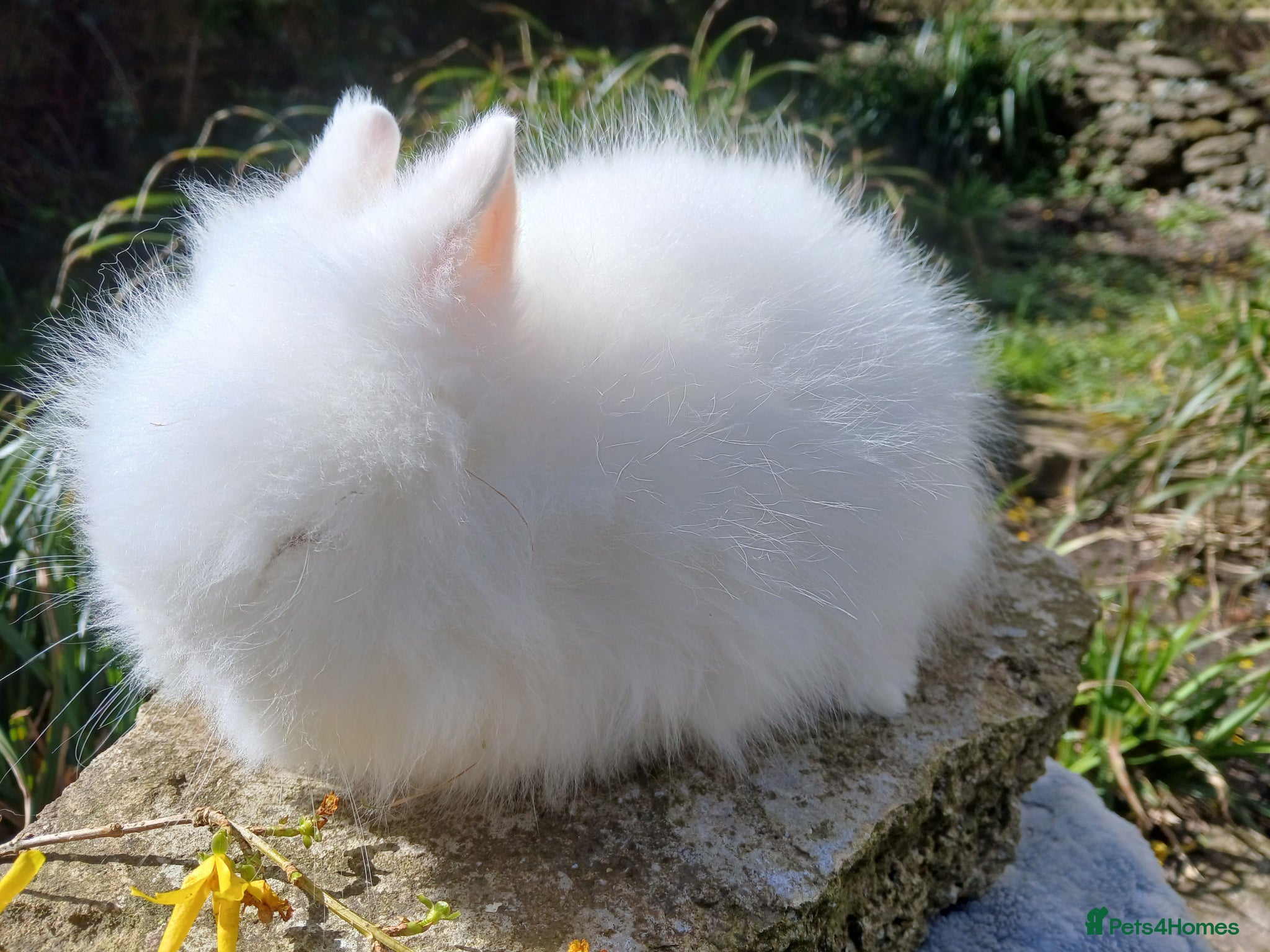 Lionhead rabbits Stunning DM Lionhead baby rabbit - Advert 19