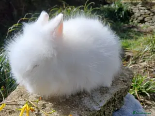 Lionhead rabbits Stunning DM Lionhead baby rabbit - Advert 19