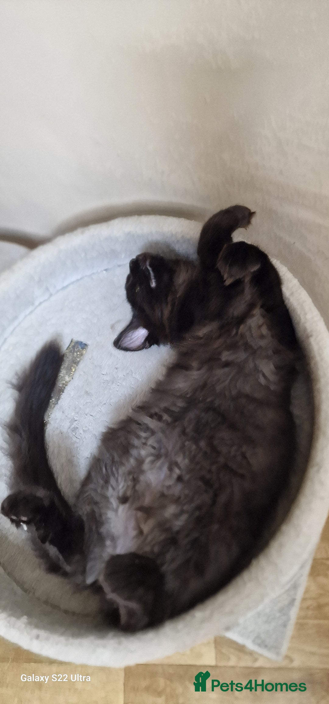 Maine Coon cats for sale: Pure Maine coon - Image 17