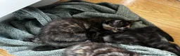 Mixed Breed cats for sale: 3 Beautiful Kittens! Ready to Leave 21 May! in Glasgow - Advert 3