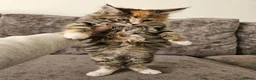 Maine Coon cats for sale: Mainecoon × Siberian  - Advert 10