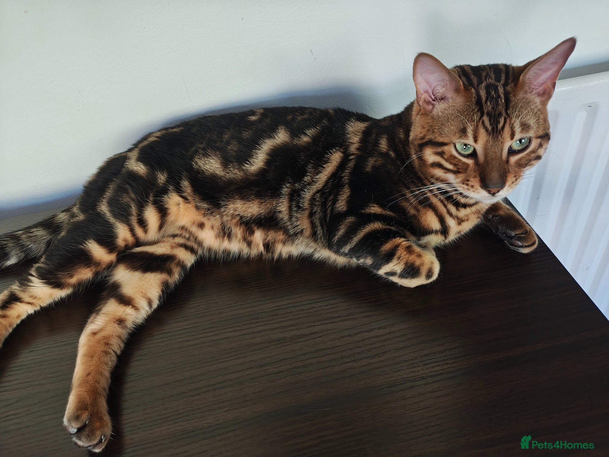 Bengal cats for sale: Bengal cutie waiting for his new home  in Woking - Advert 2
