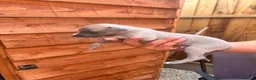 Whippet dogs for sale: Whippet pups for sale  - Advert 7