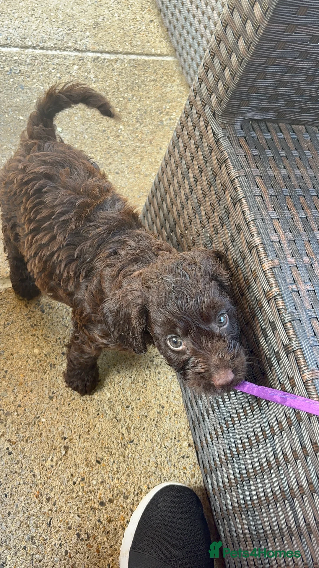 Cockapoo dogs for sale: Beautiful Show Cockapoo F1b - Advert 2