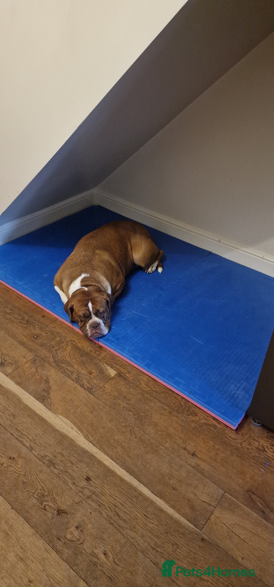 Mixed Breed dogs for sale: Khallesi  - Advert 4