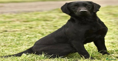 Labrador Retriever dogs - Advert 3