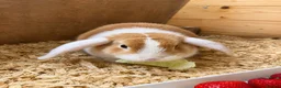Mini Lion Lop rabbits for sale: Lion lop Rabbits for sale  - Advert 3