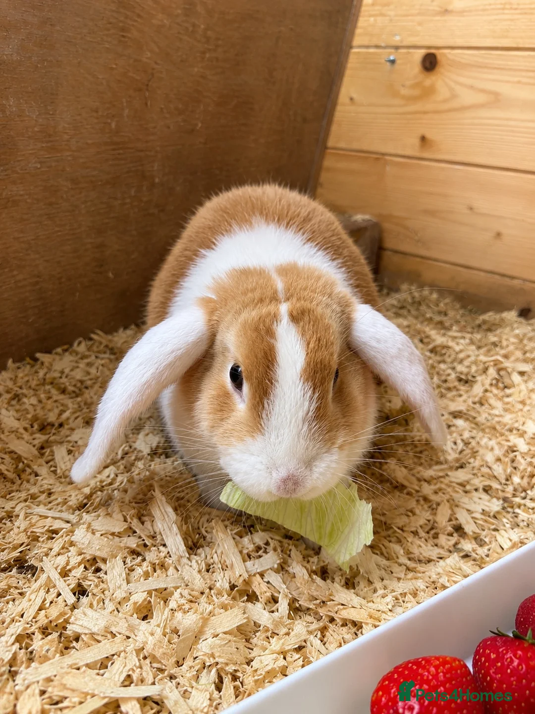 Mini Lion Lop rabbits for sale: Lion lop Rabbits for sale  - Advert 3