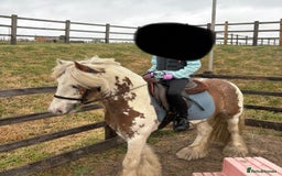 Irish Cob horses for sale: Beautiful Fella - Image 2