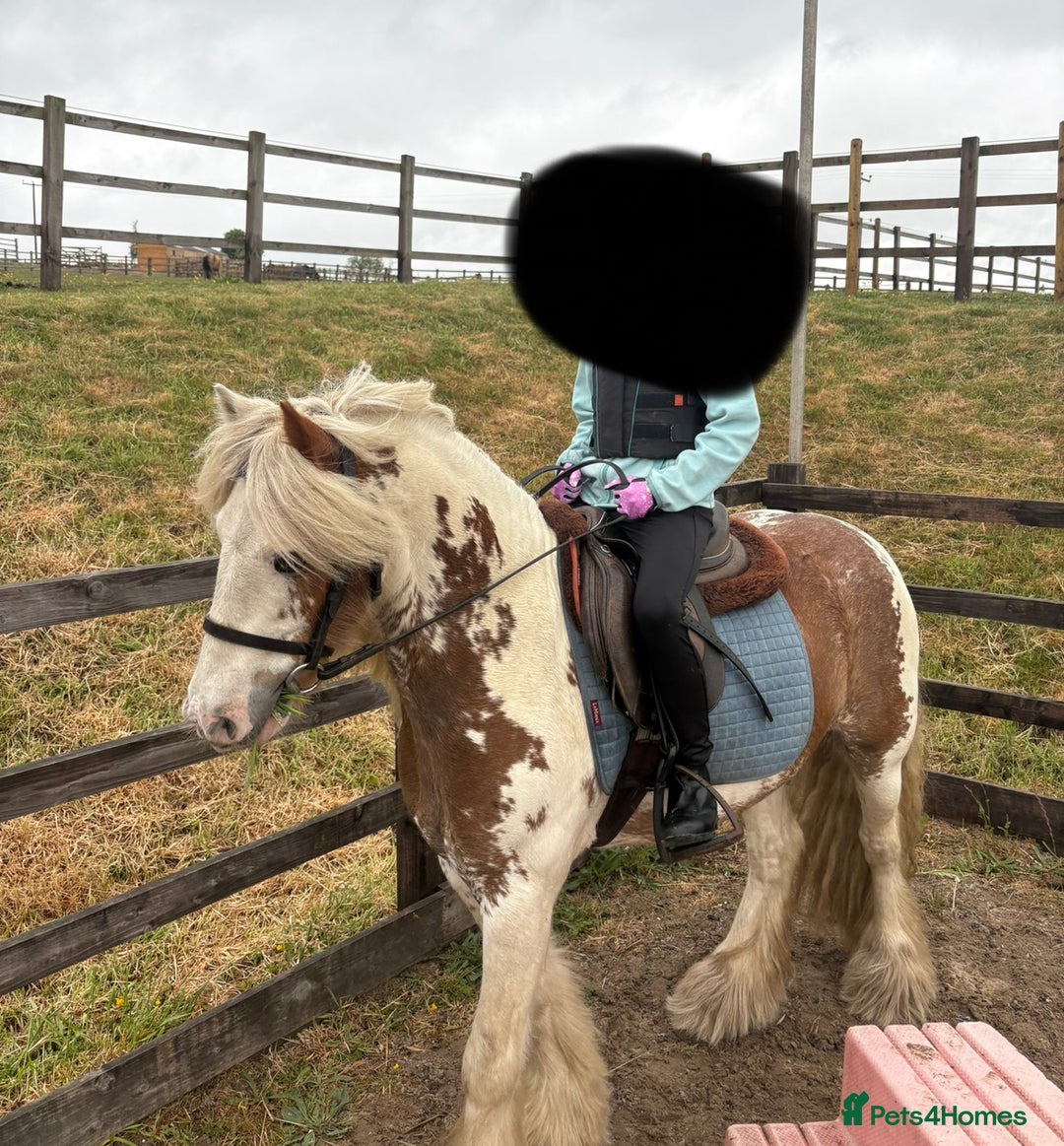 Irish Cob horses for sale: Beautiful Fella - Image 2