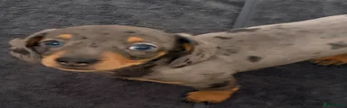 Silver Dapple