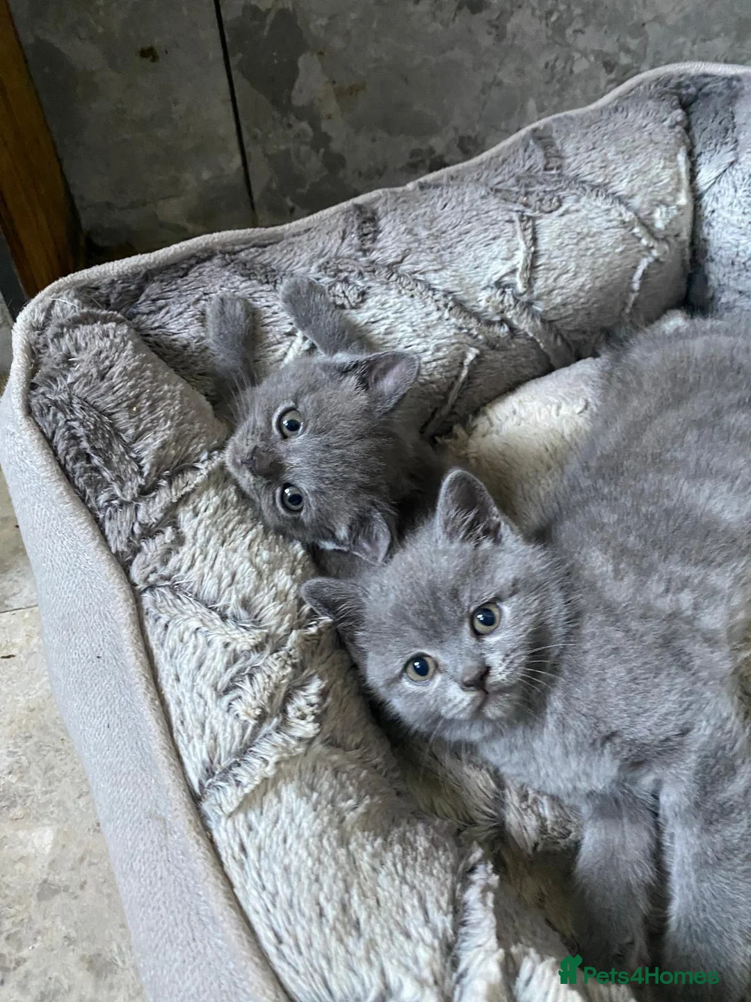 British Shorthair cats for sale: BSH kittens - Advert 6