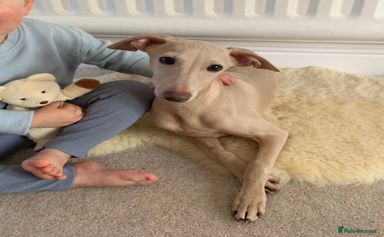 Italian Greyhound dogs in Leeds - Advert 2