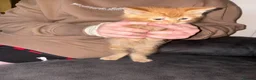 Mixed Breed cats for sale: Gorgeous litter of 6 kittens looking for home in Kilmarnock - Advert 2
