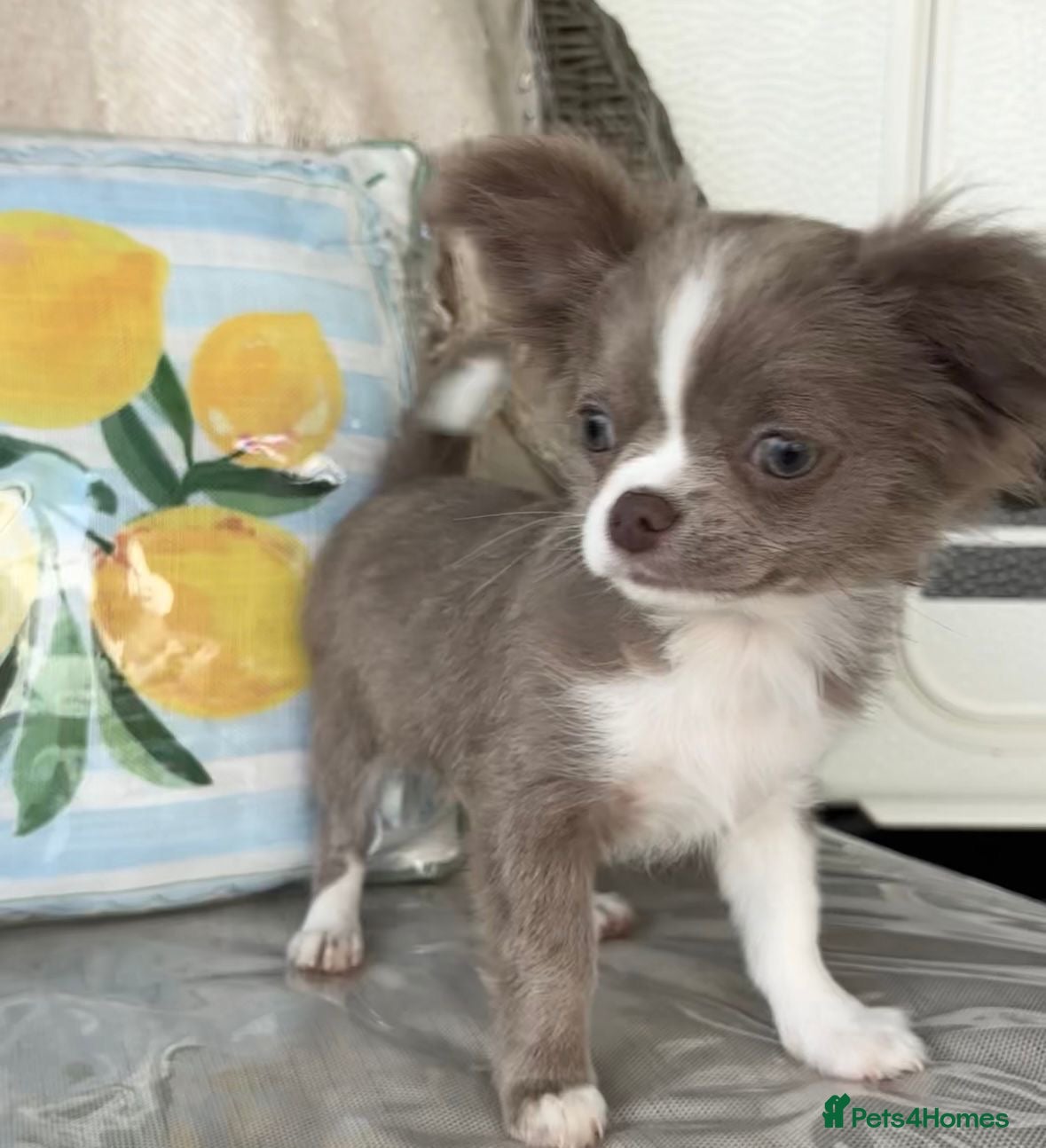 Chihuahua dogs Longhair apple head chihuahua Russian blood lines - Advert 1