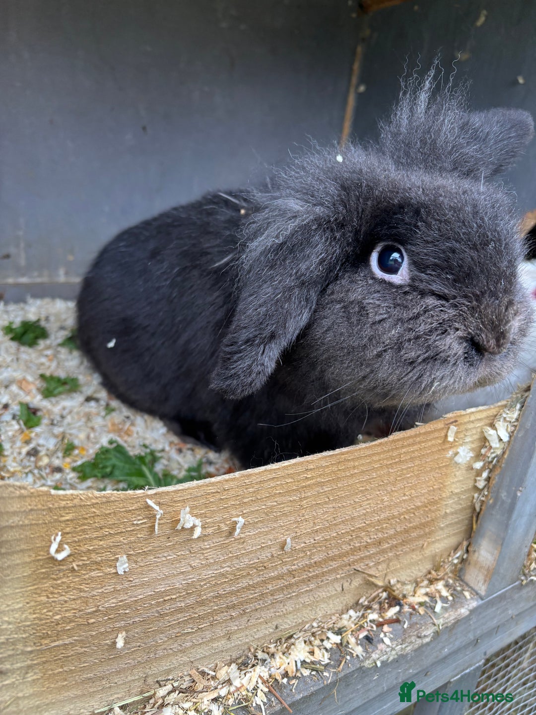 Mixed Breed rabbits for sale: Various rabbits  - Advert 7