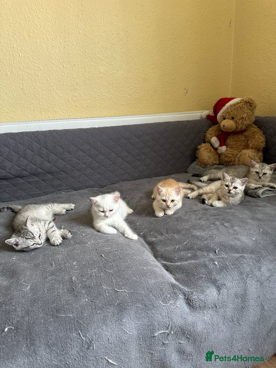 British Shorthair cats for sale: Stunning British Shorthair  - Image 10