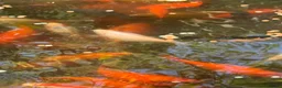 Fancy Goldfish fish for sale: Pond contents mix of goldfish and Koi? - Advert 4