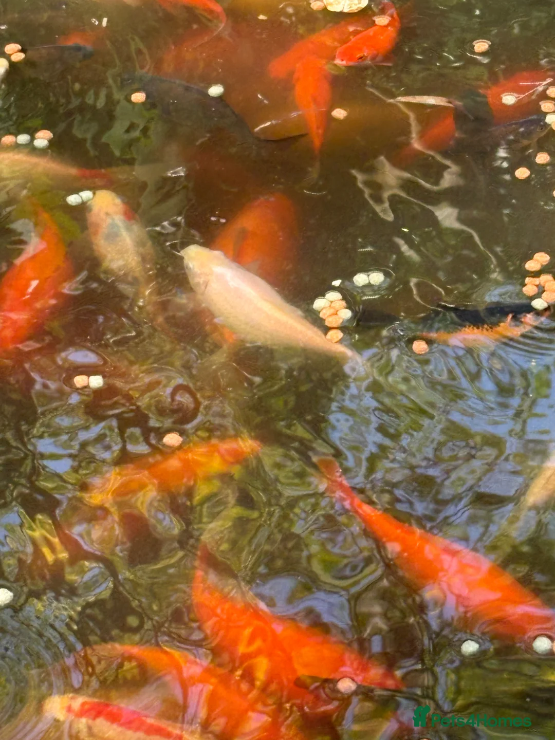 Fancy Goldfish fish for sale: Pond contents mix of goldfish and Koi? - Advert 4