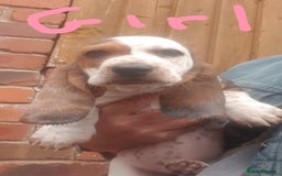 Basset Hound dogs for sale: Basset hound puppies  - Image 10