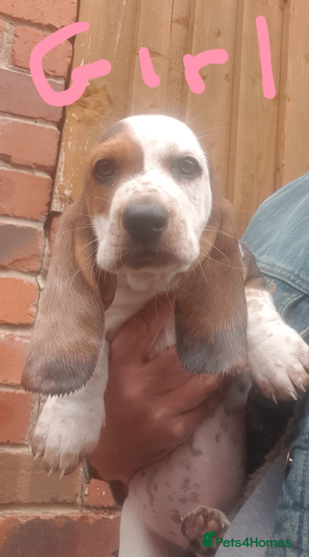 Basset Hound dogs for sale: Basset hound puppies  - Image 10