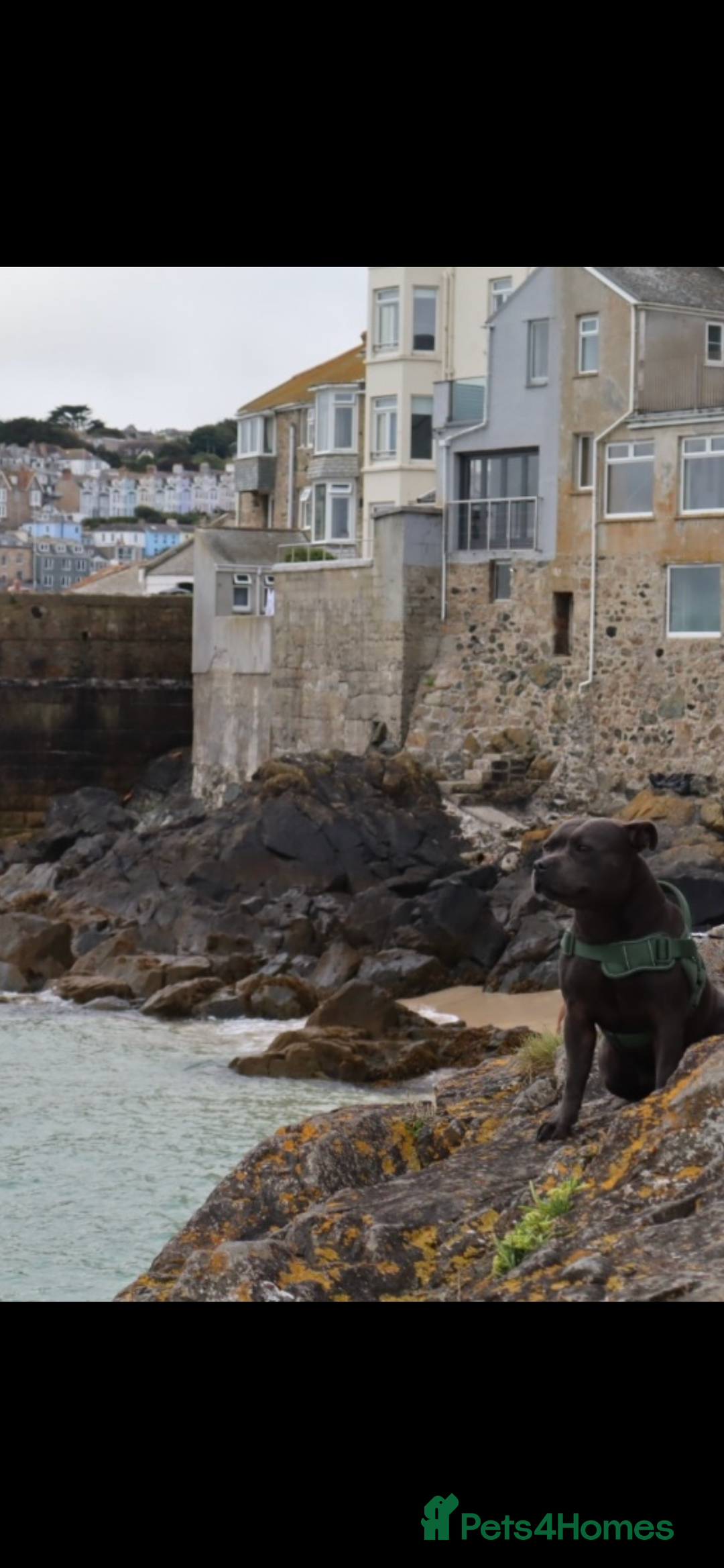 Staffordshire Bull Terrier dogs for sale: 6 blue Staffordshire bullterrier puppies for sale  - Advert 3